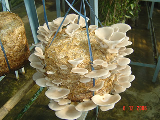 Mushroom