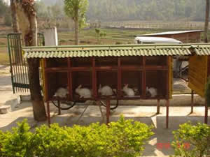 Rabbit House